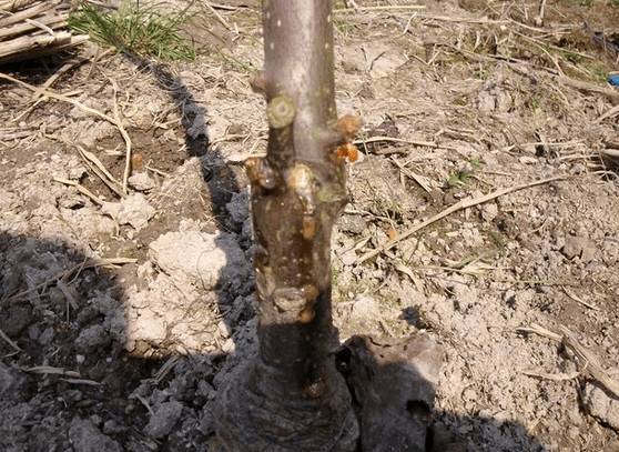 猕猴桃流红水用高锰酸钾,猕猴桃树流红水怎么解决