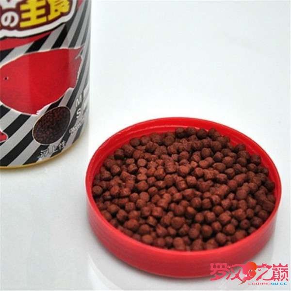 罗汉鱼选鱼技巧,金花罗汉用什么饵料好