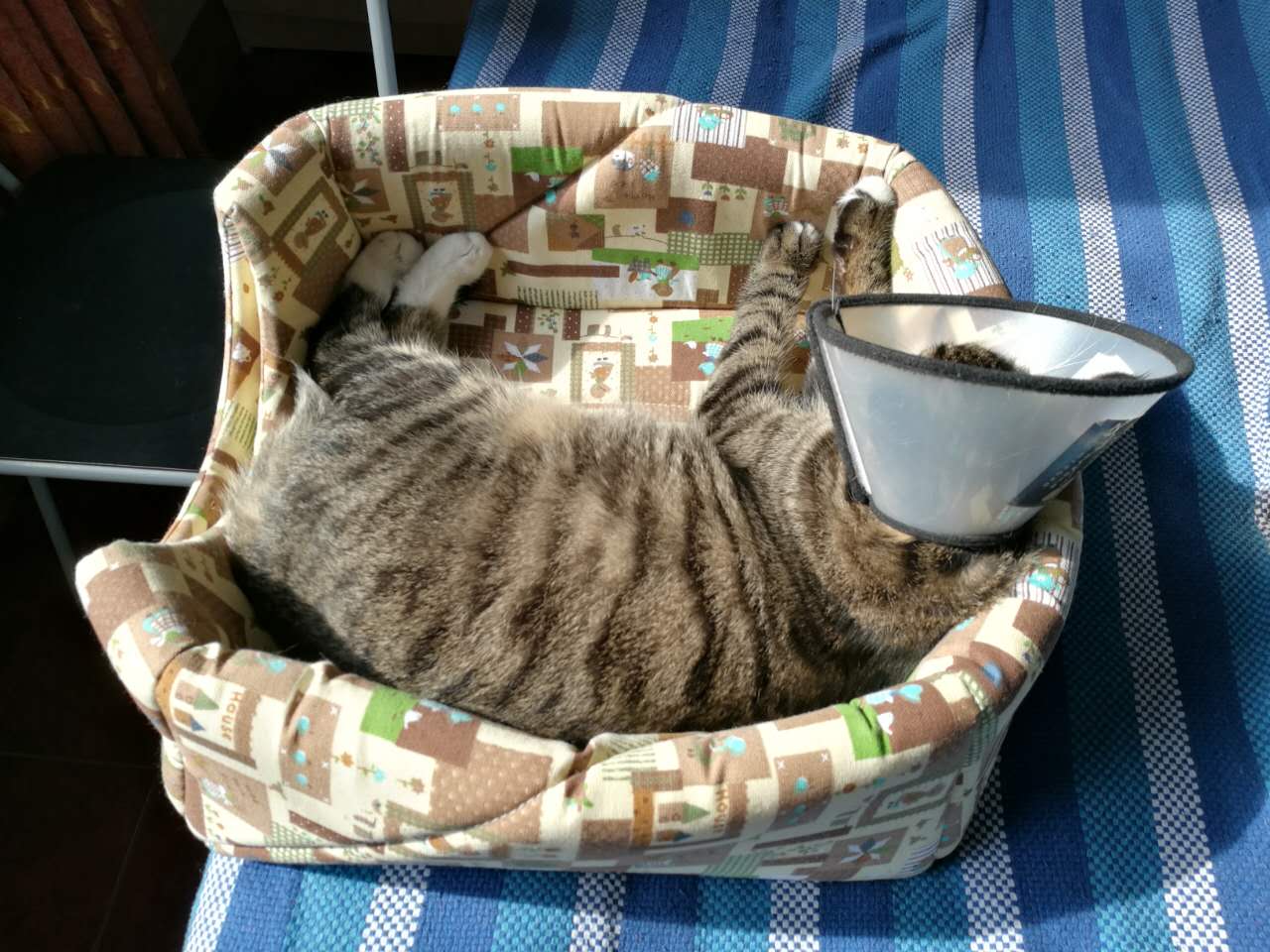 猫癣传染给人怎么治疗好得快,猫癣传染人好治吗