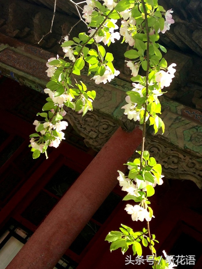 春天除了赏花还有什么景点,油菜花樱花去哪看