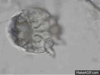 狗狗耳朵上有螨虫图,狗狗螨虫去除全过程