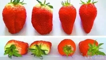 吃草莓的时节哪些草莓不能吃,四季草莓好吃还是奶油草莓好吃