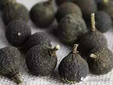 新会柑胎和广西柑胎的外形区别,新会柑胎介绍