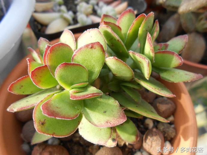 多肉天狗之舞养护方法,多肉植物之舞