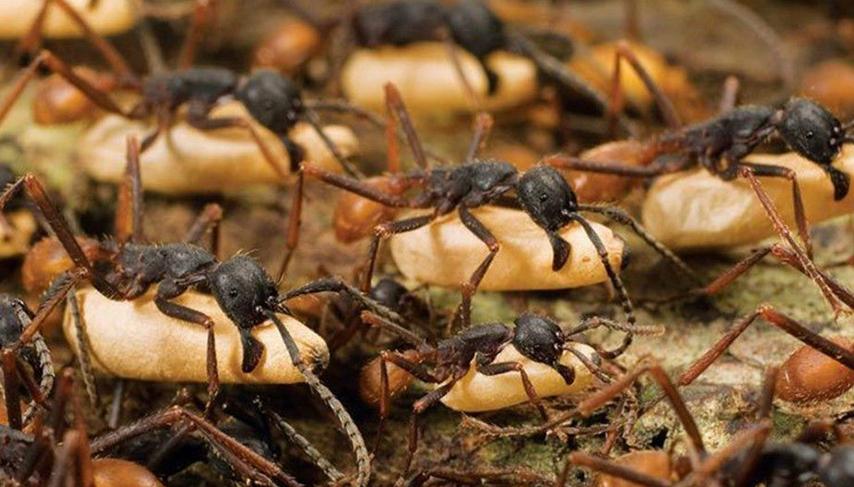 大型蚁类虫子带翅膀,全异巨首蚁各种种类蚂蚁体型