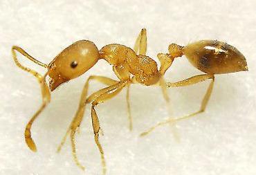 大型蚁类虫子带翅膀,全异巨首蚁各种种类蚂蚁体型