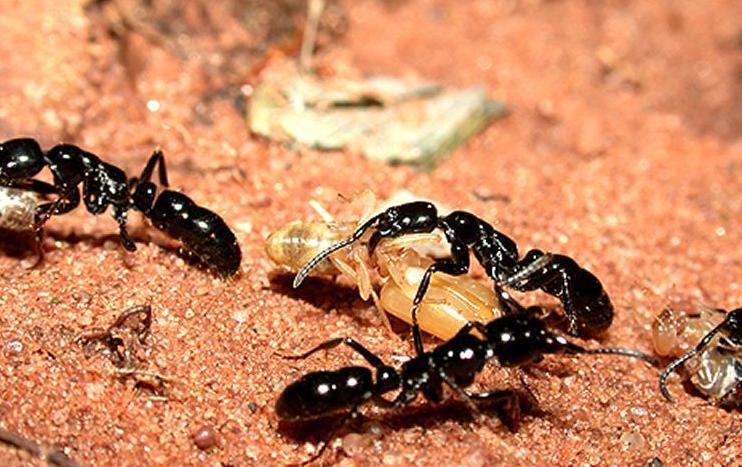 大型蚁类虫子带翅膀,全异巨首蚁各种种类蚂蚁体型