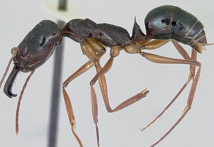 大型蚁类虫子带翅膀,全异巨首蚁各种种类蚂蚁体型