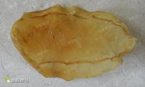 哪些鱼鳔可以制成鱼胶,加工鱼鳔
