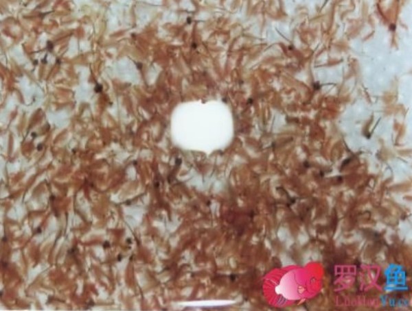 罗汉鱼选鱼技巧,金花罗汉用什么饵料好