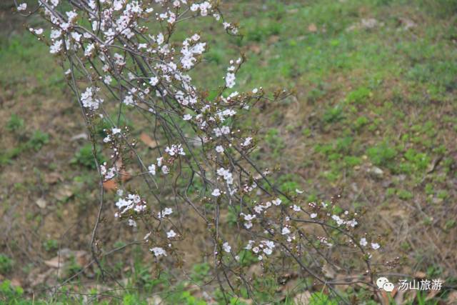 李家村一座水上桃源，与你约会这个春天