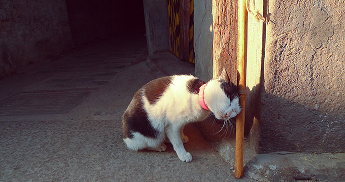 猫癣传染给人怎么治疗好得快,猫癣传染人好治吗