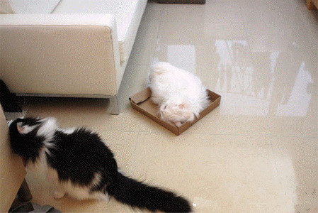 猫癣传染给人怎么治疗好得快,猫癣传染人好治吗