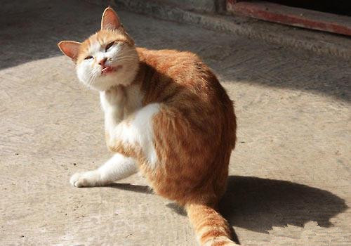 猫癣传染给人怎么治疗好得快,猫癣传染人好治吗