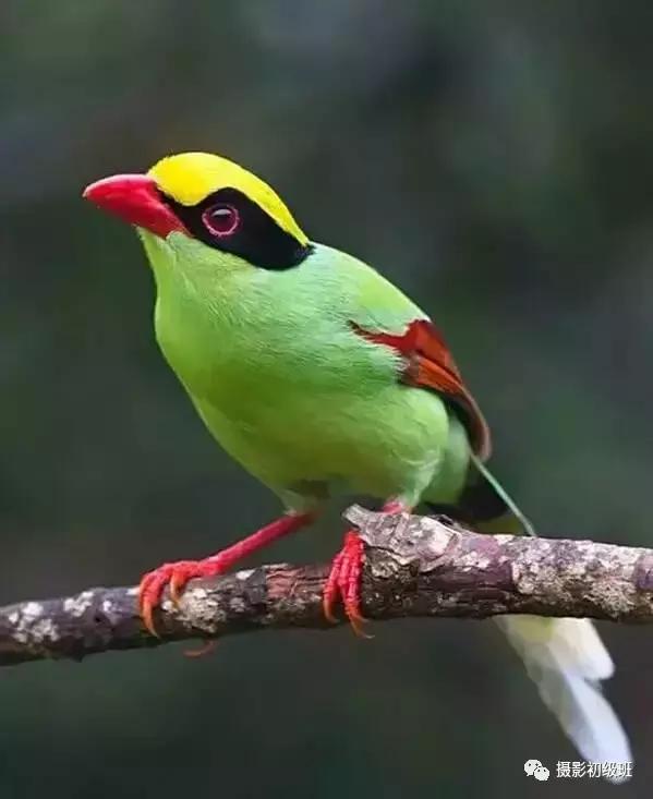 鸟类百科大全视频,鸟类大全包括孔雀吗