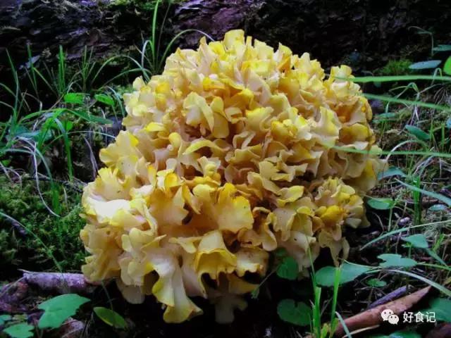 绣球菌成精了！280天的等待，唇齿相依的一刻，你会爱上她吗？