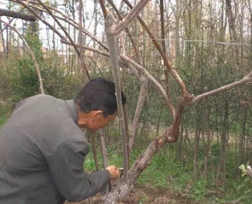 猕猴桃流红水用高锰酸钾,猕猴桃树流红水怎么解决