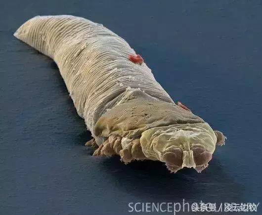 狗狗耳朵上有螨虫图,狗狗螨虫去除全过程