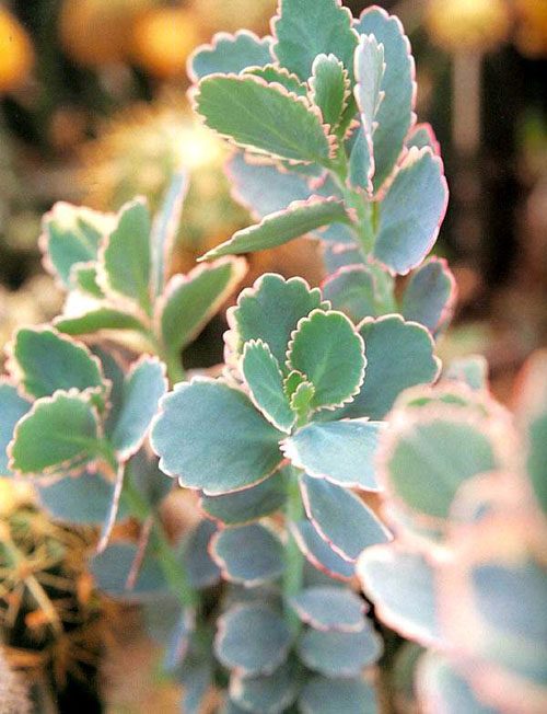 赶快自测，种养多肉植物玉吊钟你是新手还是老司机？