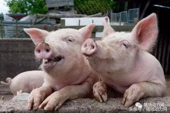 急性腹泻的特效药方,流行性腹泻实战方案大汇集