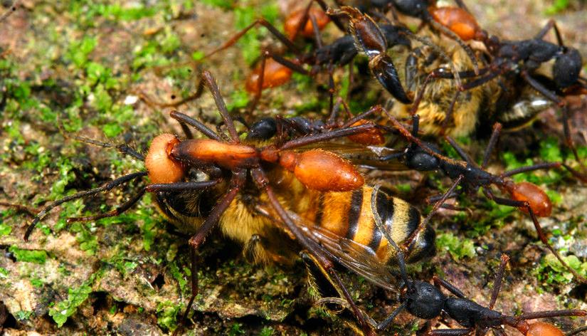 大型蚁类虫子带翅膀,全异巨首蚁各种种类蚂蚁体型