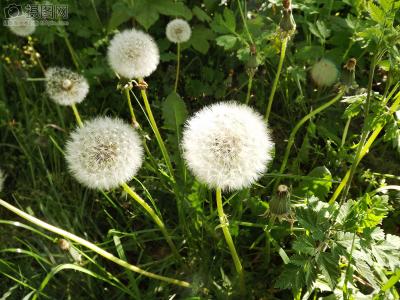 春季野菜大赏选对种类健康又美味,开春吃野菜的讲究