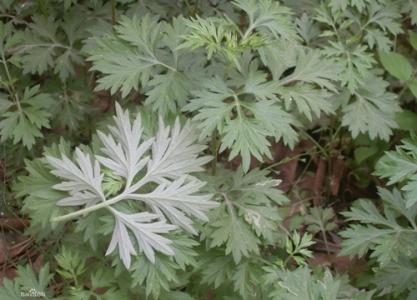 春季野菜大赏选对种类健康又美味,开春吃野菜的讲究