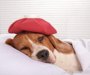 狗狗突然很粘人焦躁不安怎么回事,家里的狗狗不叫怎么办