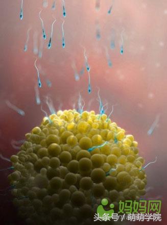 孕期1到40周胎儿发育全过程,胎儿发育40周全过程动态画