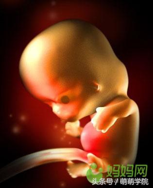 孕期1到40周胎儿发育全过程,胎儿发育40周全过程动态画