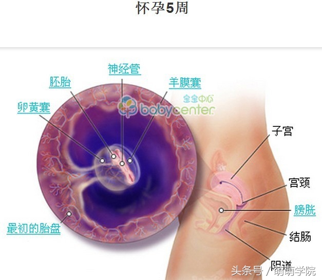 孕期1到40周胎儿发育全过程,胎儿发育40周全过程动态画