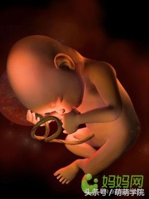 孕期1到40周胎儿发育全过程,胎儿发育40周全过程动态画