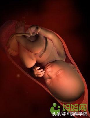 孕期1到40周胎儿发育全过程,胎儿发育40周全过程动态画