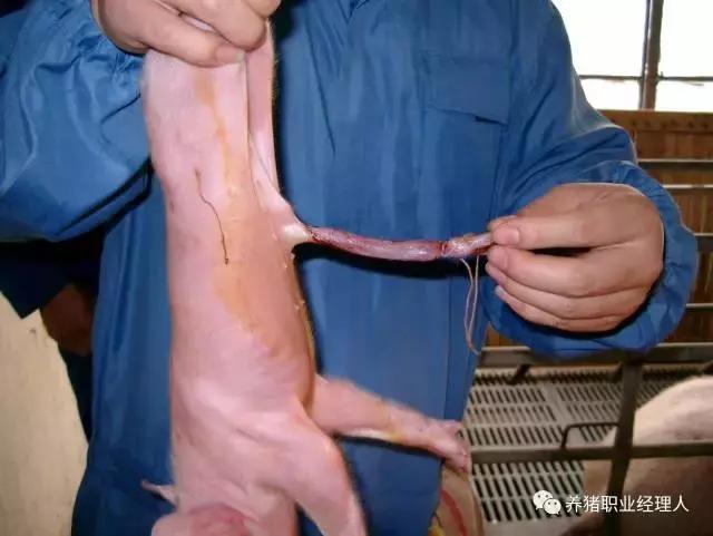 母猪断奶母猪要做什么处理,母猪断奶膘情不好怎么办