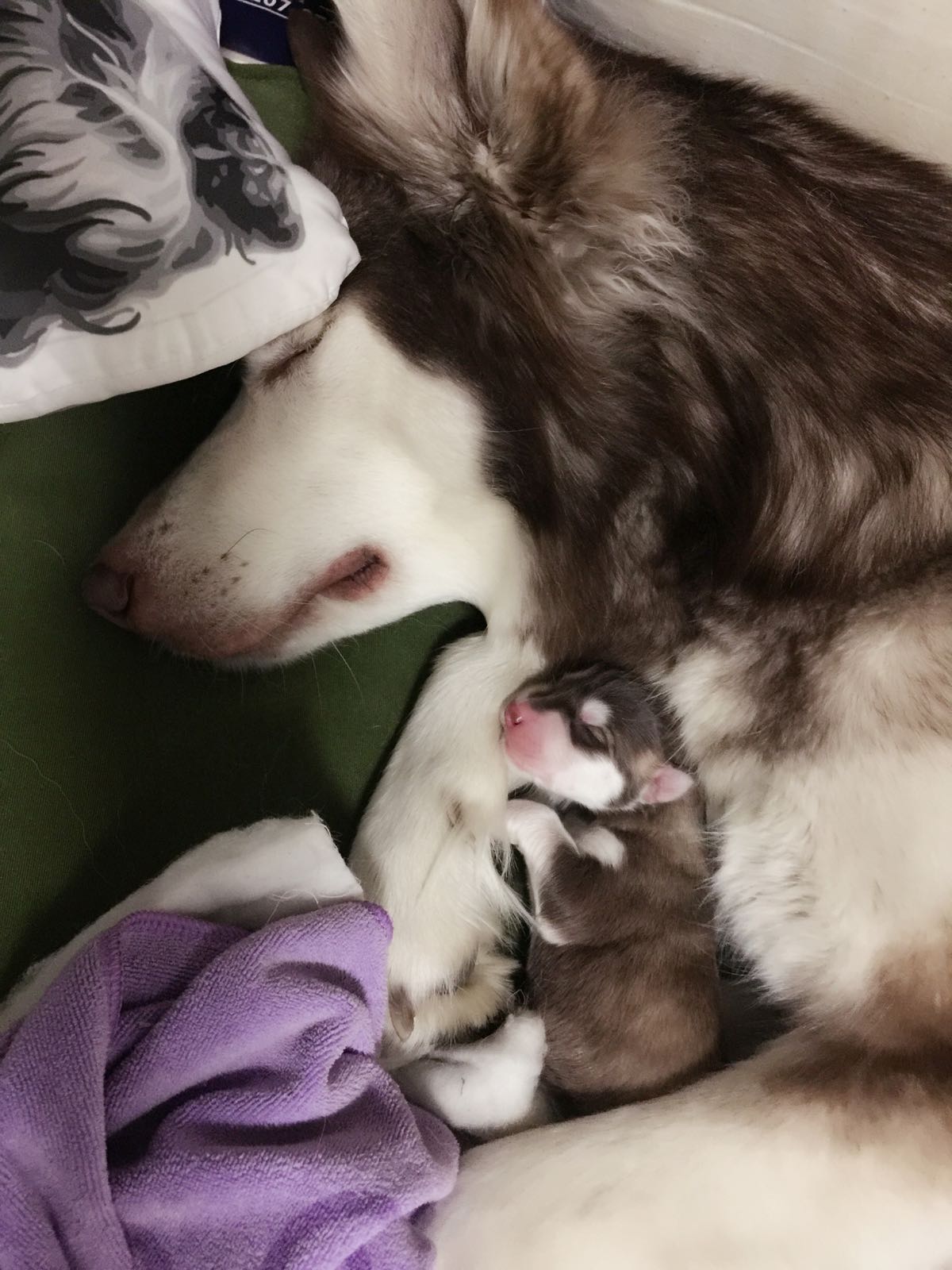 阿拉斯加临产,阿拉斯加拖主人4小时