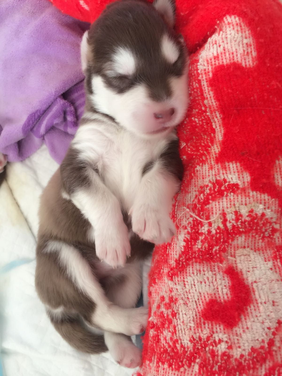 阿拉斯加临产,阿拉斯加拖主人4小时