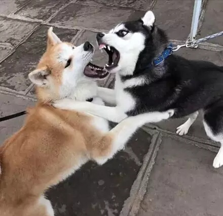 哈士奇表情包和柴犬表情包,哈士奇表情包对抗地精