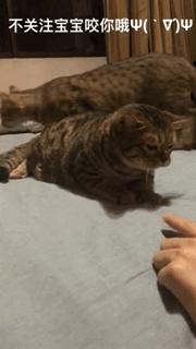 家里小馋猫,家里的小馋猫