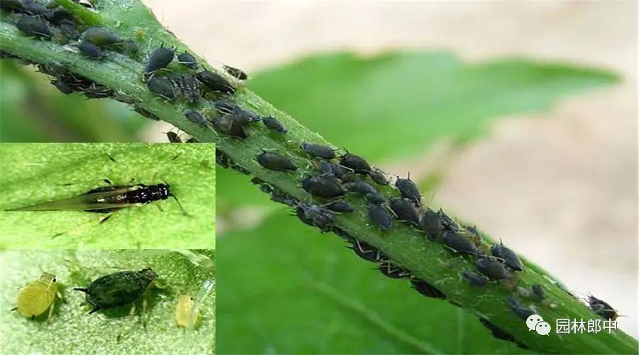 辣椒蚜虫如何防治,萝卜蚜虫防治方法