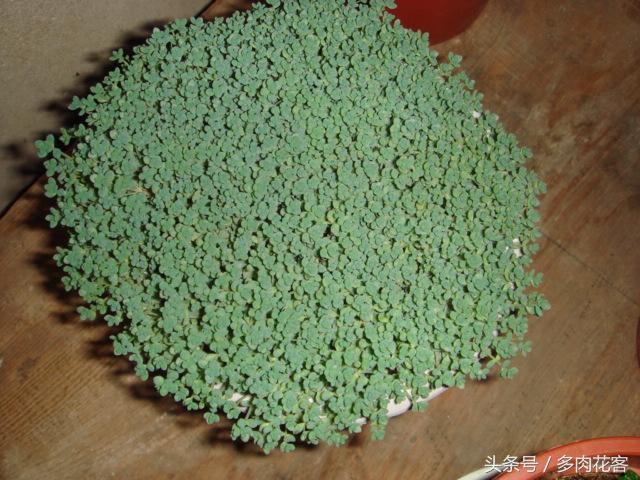 姬星美人用浅盆还是深盆,多肉植物旋叶姬星美人怎么养护