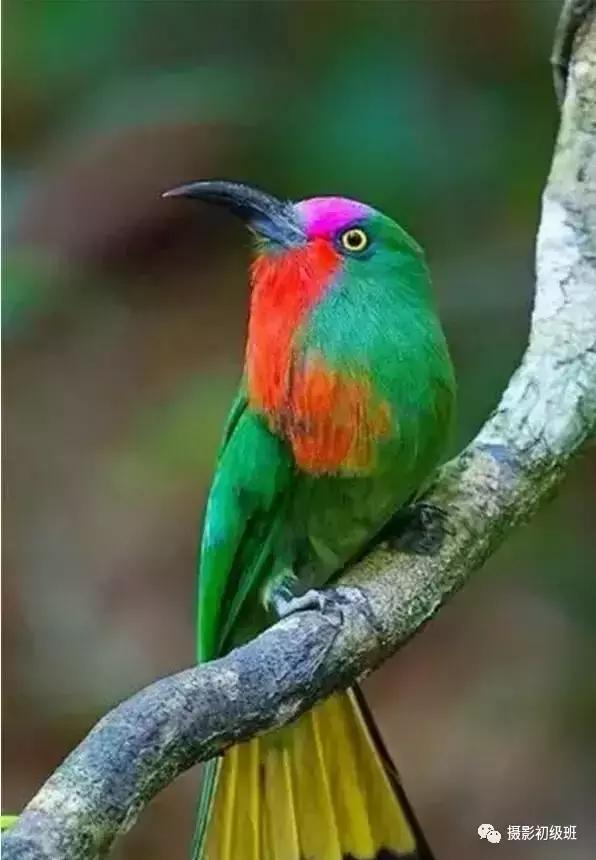 鸟类百科大全视频,鸟类大全包括孔雀吗