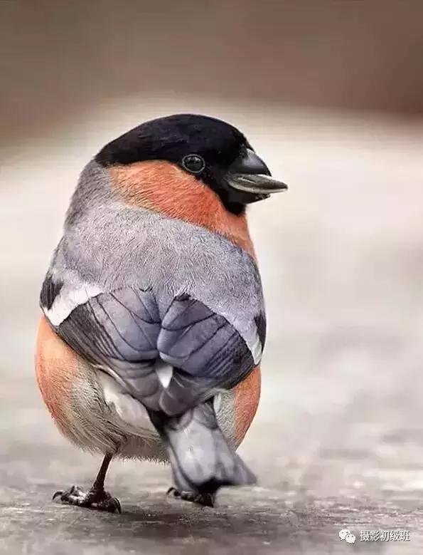 鸟类百科大全视频,鸟类大全包括孔雀吗