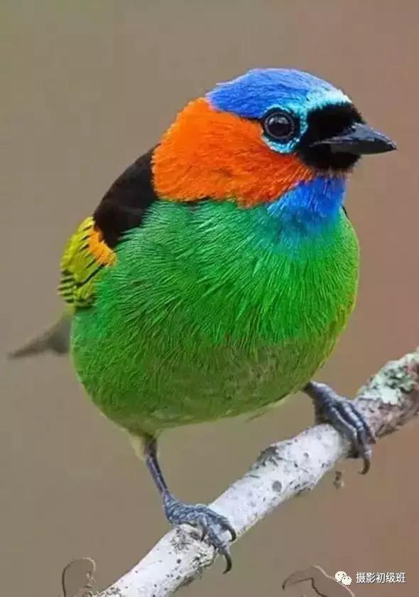 鸟类百科大全视频,鸟类大全包括孔雀吗