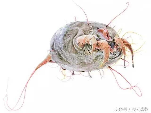 狗狗耳朵上有螨虫图,狗狗螨虫去除全过程