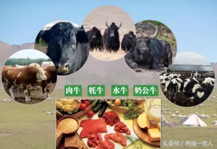 全国进口牛肉市场一览表,牛肉现在市场多少钱一斤