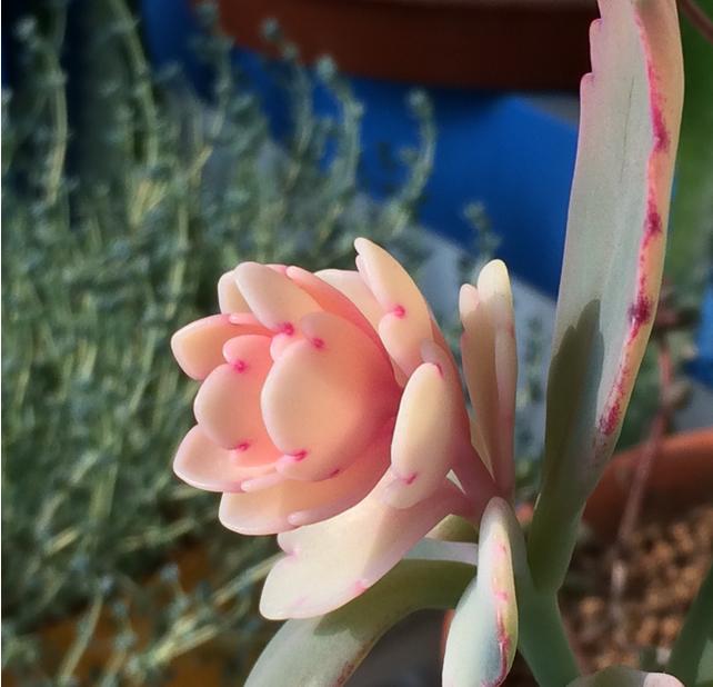 赶快自测，种养多肉植物玉吊钟你是新手还是老司机？