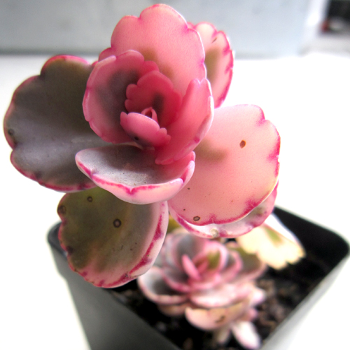 赶快自测，种养多肉植物玉吊钟你是新手还是老司机？