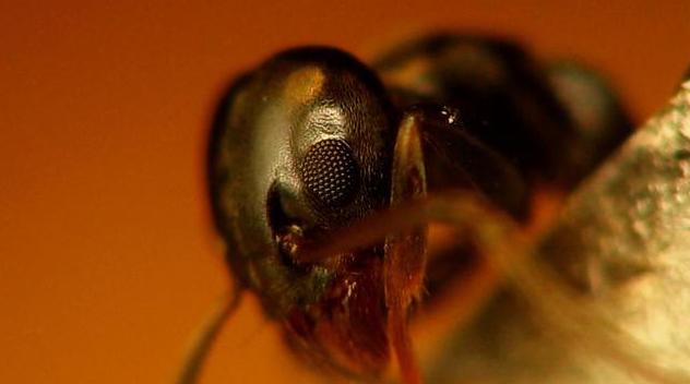 大型蚁类虫子带翅膀,全异巨首蚁各种种类蚂蚁体型