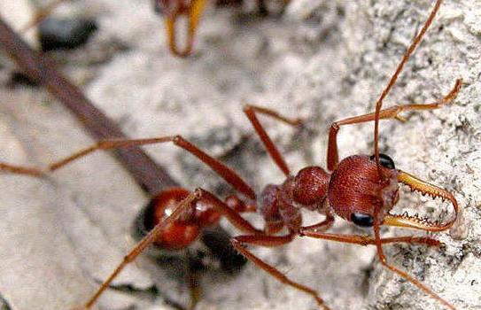 大型蚁类虫子带翅膀,全异巨首蚁各种种类蚂蚁体型