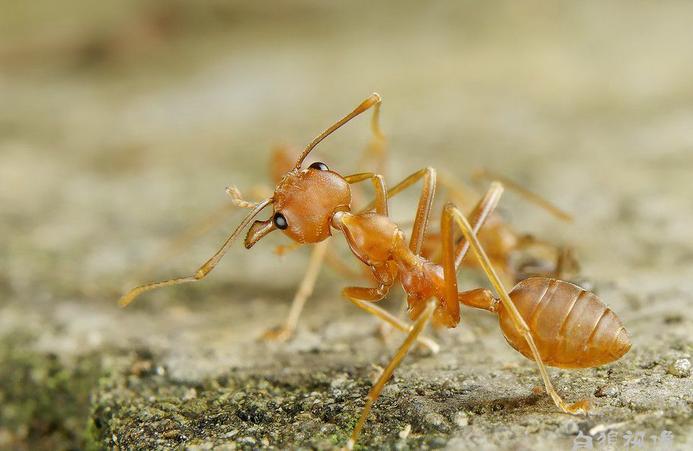 大型蚁类虫子带翅膀,全异巨首蚁各种种类蚂蚁体型